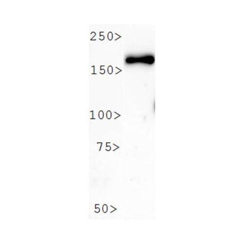 PER2 antibody