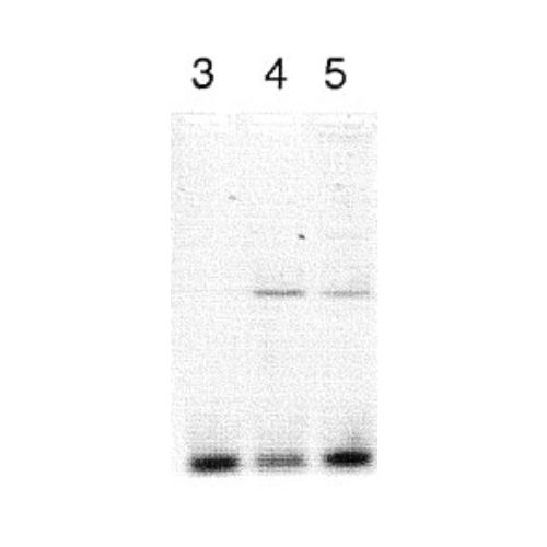 CLOCK antibody