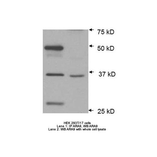 AH receptor-interacting protein (AIP) antibody