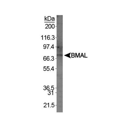 BMAL1 antibody