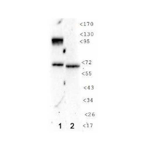Hypoxia inducible factor-1 alpha antibody (H1alpha 67-7)