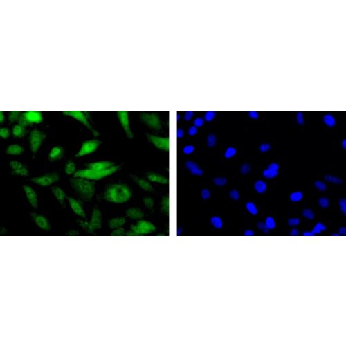 Meiotic recombination protein Mre11 antibody