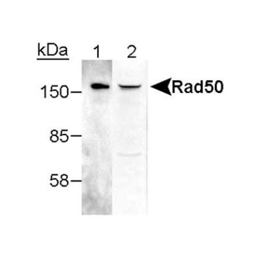 RAD50 antibody