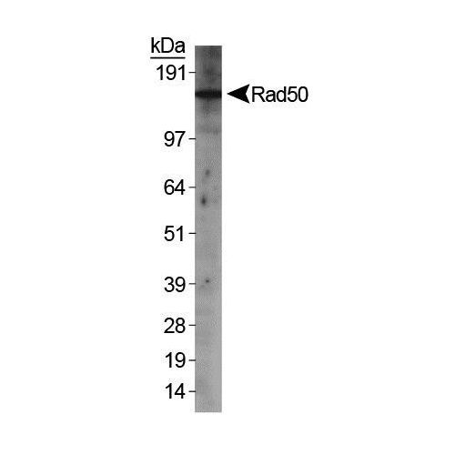 RAD50 antibody