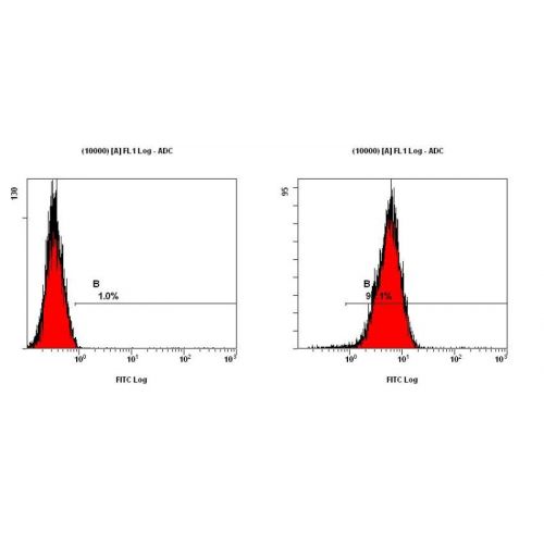 Cripto1 antibody
