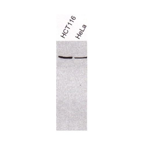 X-Ray Repair Cross-Complementing Group 3 (XRCC3) antibody