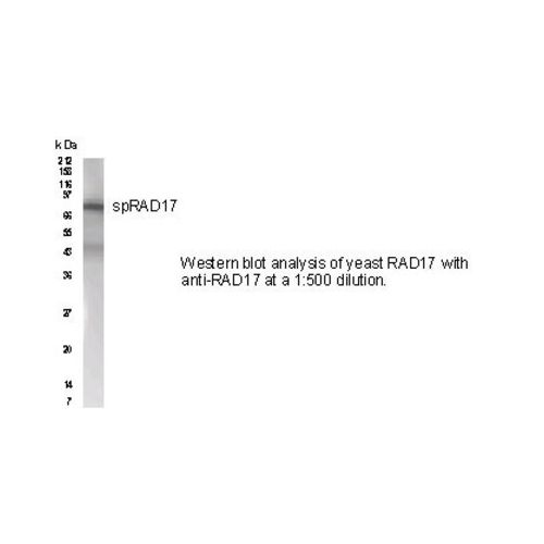 Rad17 antibody