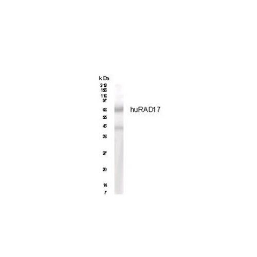 Rad17 antibody