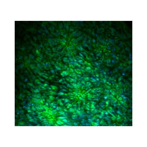 Musashi1 (Msi1) antibody