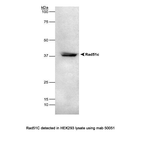 Rad51C antibody (2H11/6)