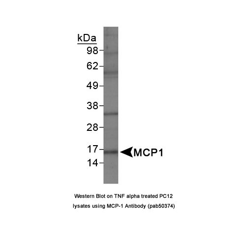 MCP1 antibody