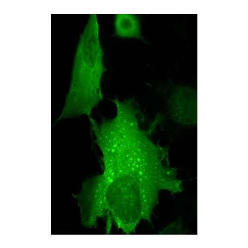 KIBRA antibody