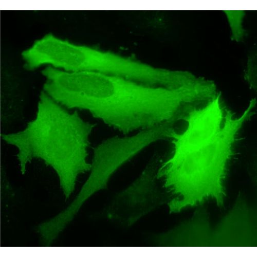 MST-2 antibody