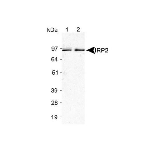 Iron regulatory protein 2 (IRP2) antibody