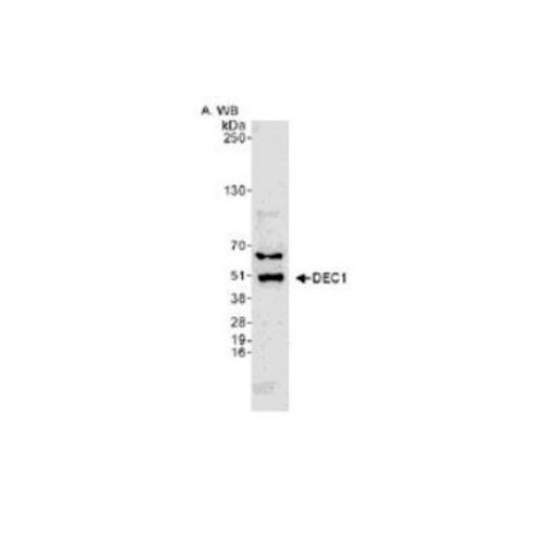 Decysin 1 (Class E basic helix-loop-helix protein 40 ) antibody
