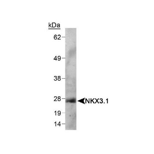 Nkx3.1 antibody (0361)