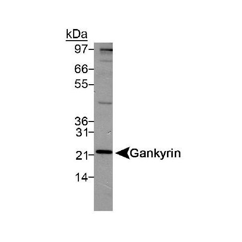 Gankyrin antibody