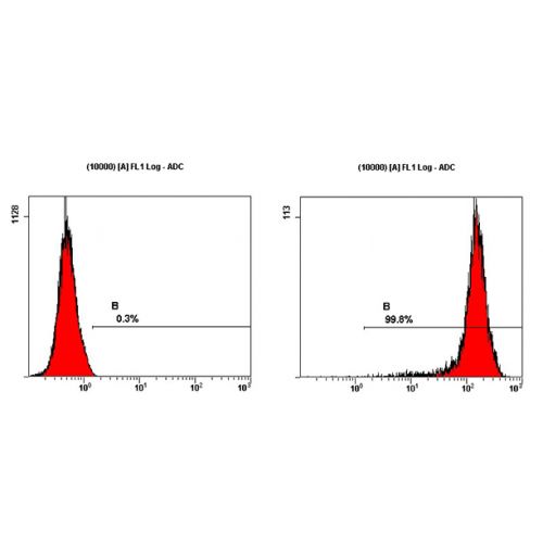 SSEA1 antibody (MC-480)