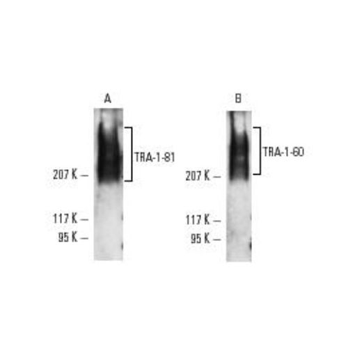 TRA-1-81 antibody (TRA-1-81)