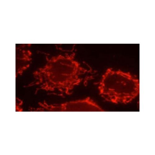 Mitofilin antibody