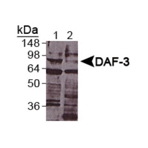 DAF-3 antibody