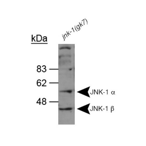 JNK1 antibody