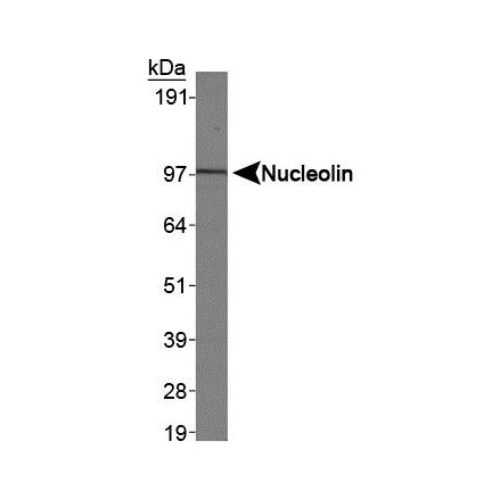 Nucleolin, alpha antibody