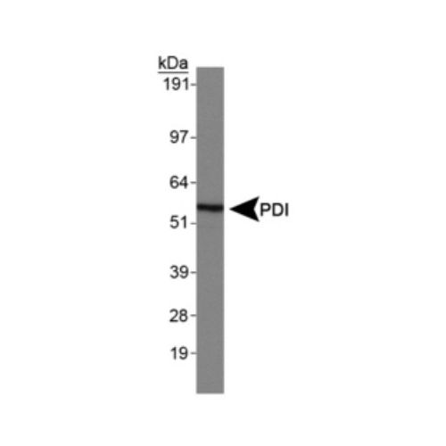 Protein disulfide isomerase (PDI) antibody