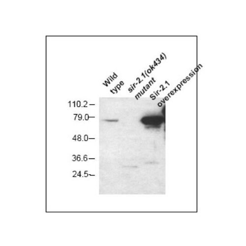 Silent information regulator 2.1 (Sir2.1) antibody