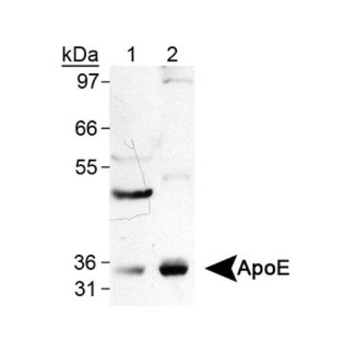 Apolipoprotein E (Apo-E) antibody