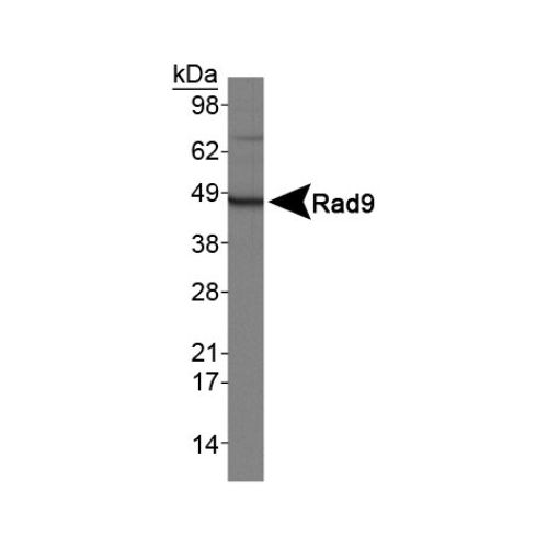 Rad9 antibody