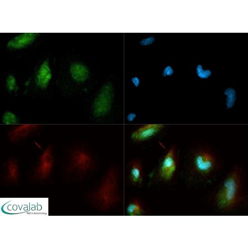 Calnexin antibody