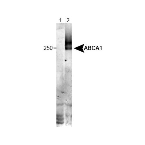 ATP-binding cassette sub-family A member 1 (ABC-1) antibody (HJ1)