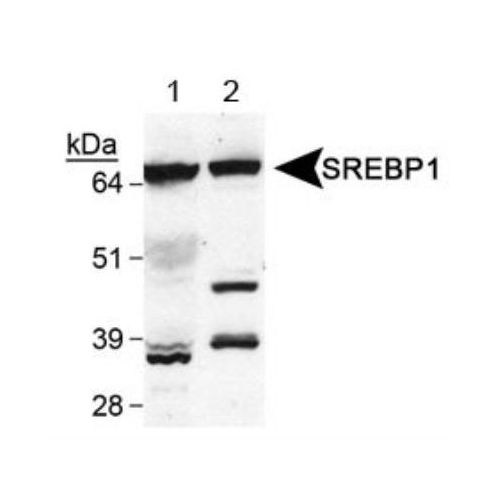 Sterol regulatory element binding protein 1 (SREBP1) antibody