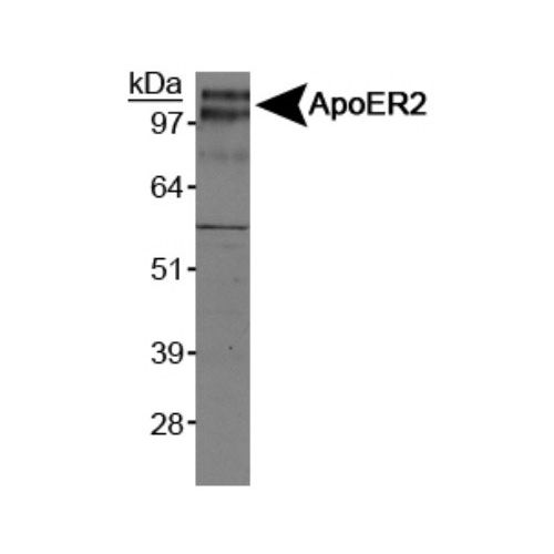 Apolipoprotein E receptor 2 (ApoER2) antibody
