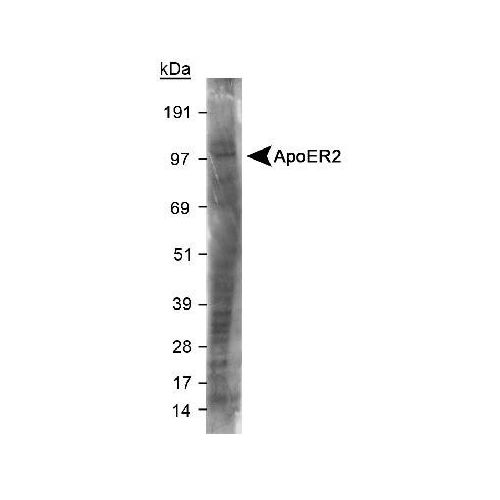 Apolipoprotein E receptor 2 (ApoER2) antibody