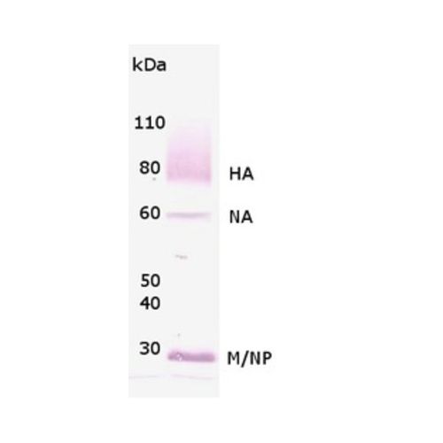 Influenza A antibody