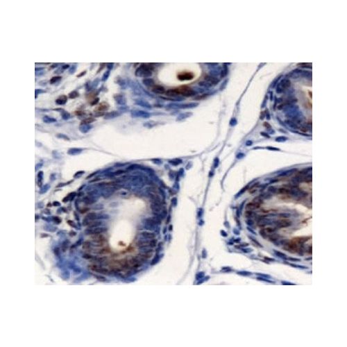 Anterior gradient protein 2 homolog (AG-2) antibody