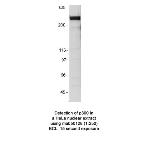 KAT3B/p300 antibody (RW128)