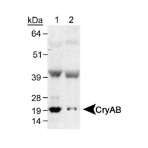 Crystallin AB antibody