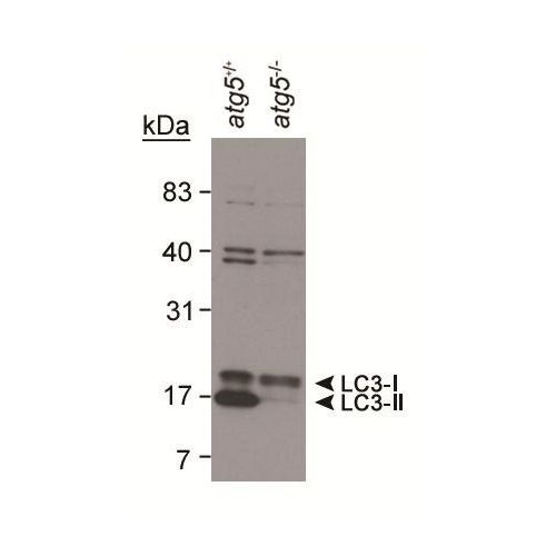 LC3B antibody