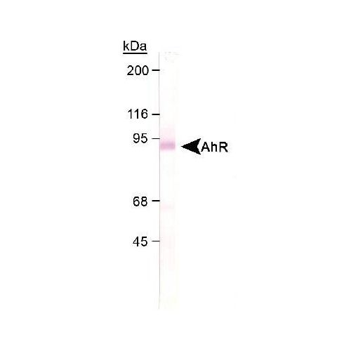 Aryl hydrocarbon Receptor (AhR) antibody
