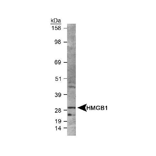 High Mobility Group Box 1 (HMGB1) antibody