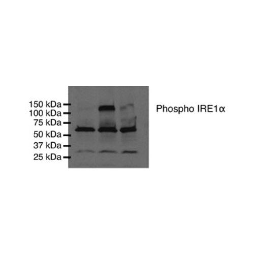 Inositol-requiring protein 1 (IRE1) alpha pS724 antibody