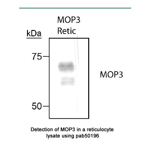 BMAL1 antibody