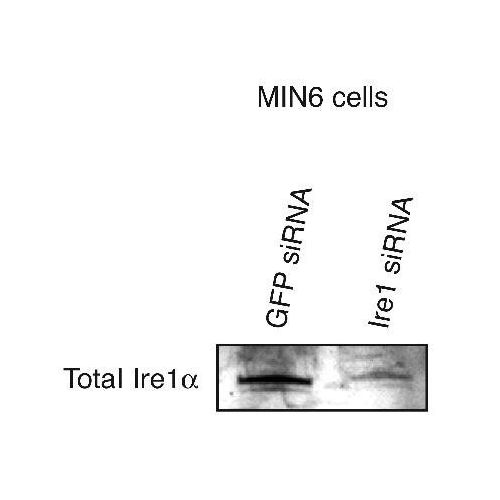 Inositol-requiring protein 1 (IRE1) alpha antibody