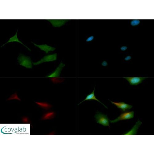 LC3A antibody