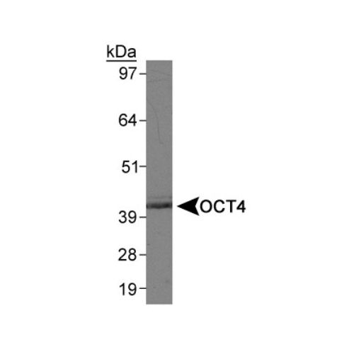 Octamer-binding protein 4 (Oct-4) antibody