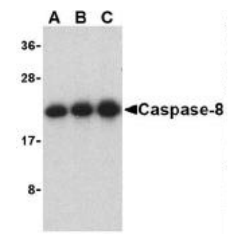 Caspase-8 (C-Terminus) antibody