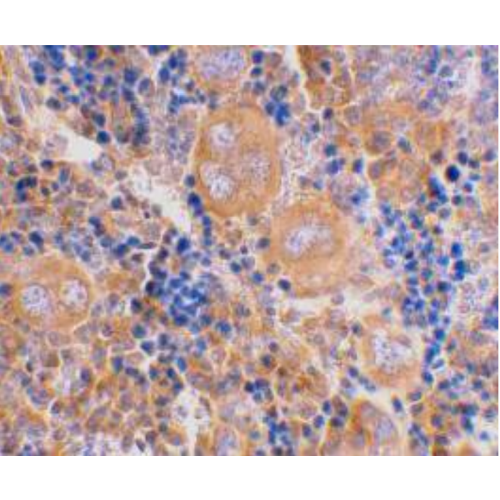 Caspase-4 antibody